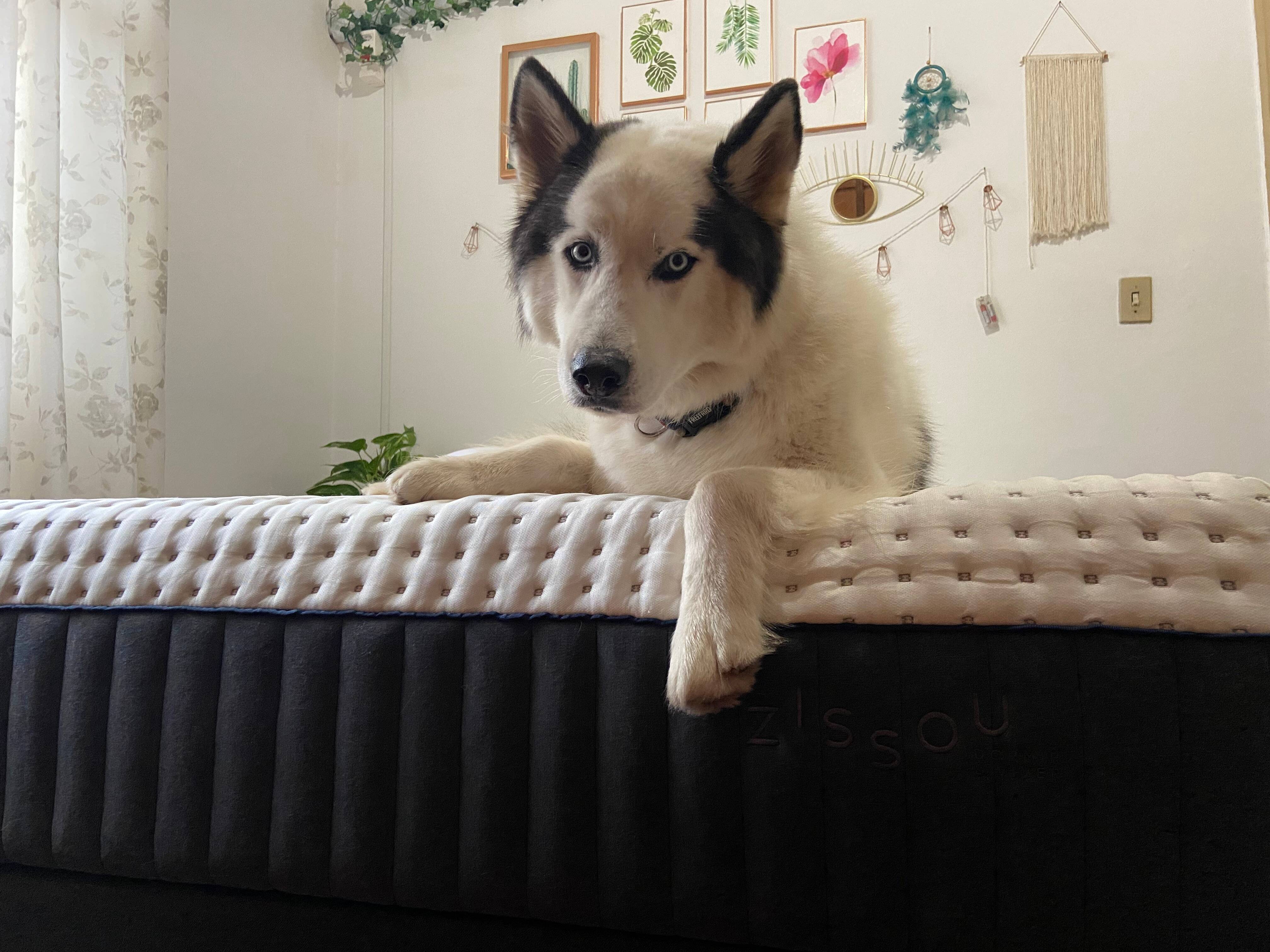 Melhor Cama Para Cachorro